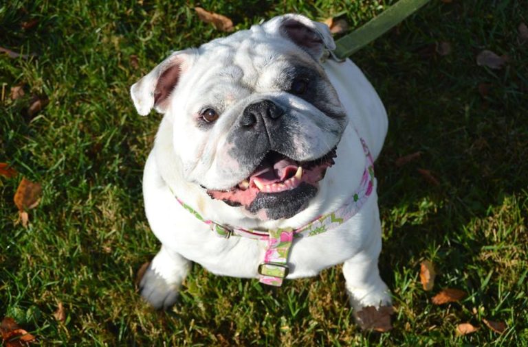 Indiana Bulldog Rescue | Sarah