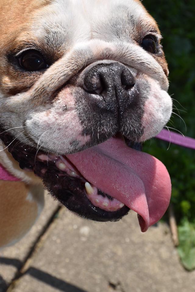 Indiana Bulldog Rescue | elizabeth_1