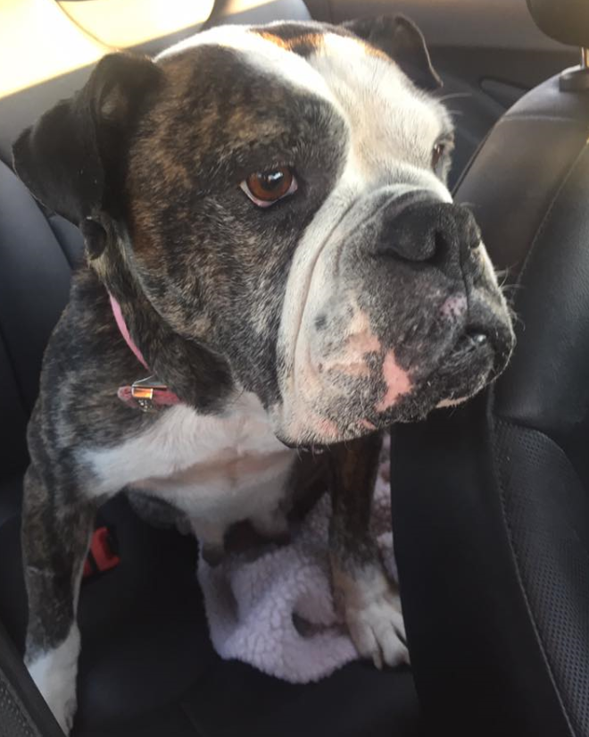 Indiana Bulldog Rescue penny_7