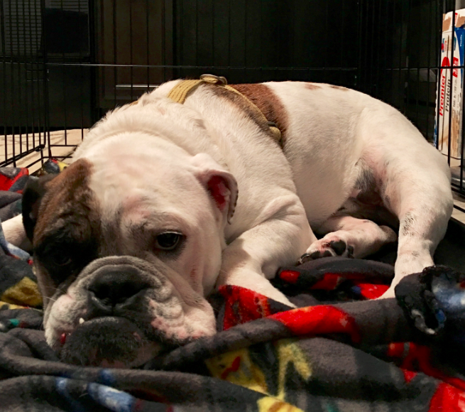 Indiana Bulldog Rescue | atticus