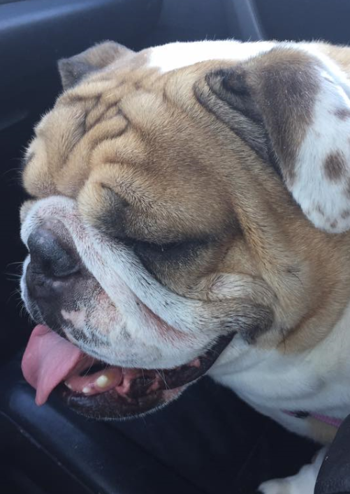 Indiana Bulldog Rescue Matilda
