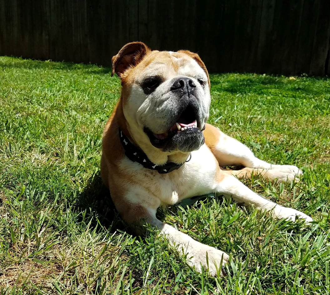Indiana Bulldog Rescue Mack_24