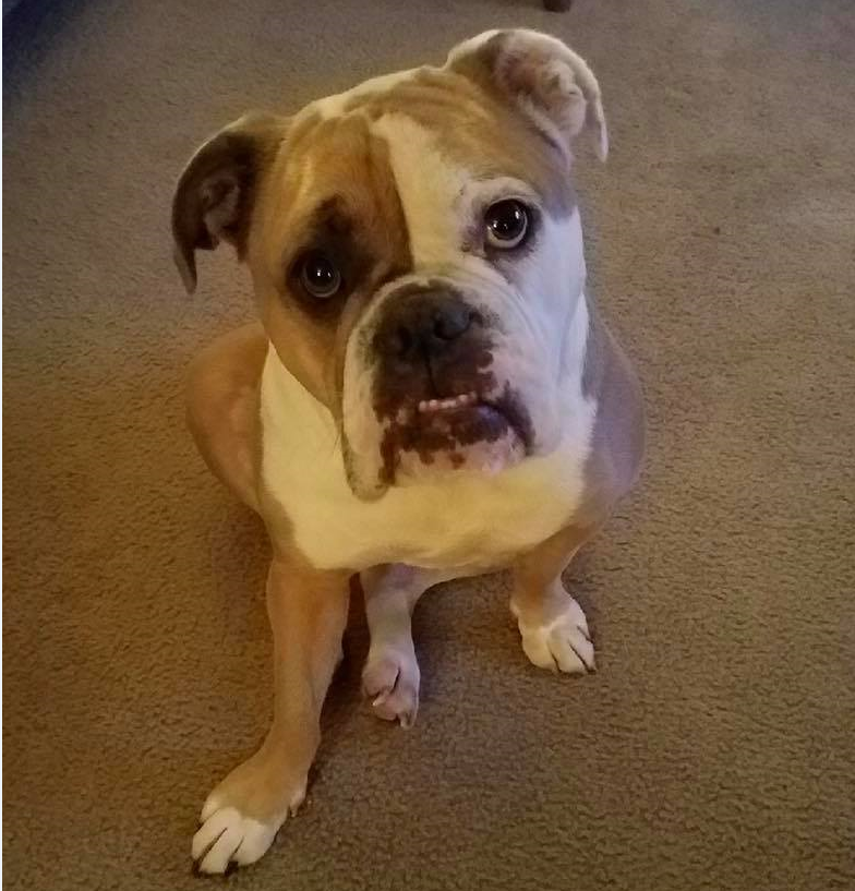 Indiana Bulldog Rescue | Darby