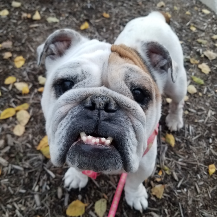 Indiana Bulldog Rescue Opal_8