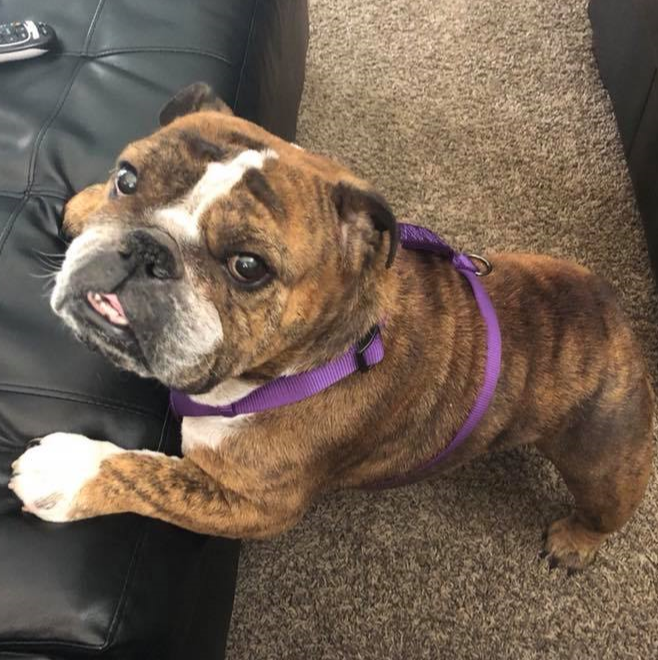 Indiana Bulldog Rescue Foster Adopt Sponsor Donate