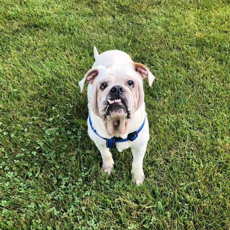 Indiana Bulldog Rescue Get Involved