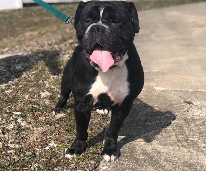 Indiana Bulldog Rescue IBR Foster Dogs