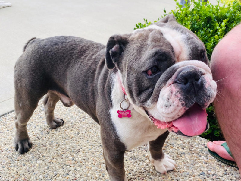 Indiana Bulldog Rescue IBR Foster Dogs