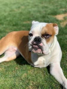 Indiana Bulldog Rescue | Foster | Adopt | Sponsor | Donate