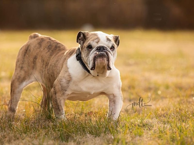 Indiana Bulldog Rescue IBR Foster Dogs