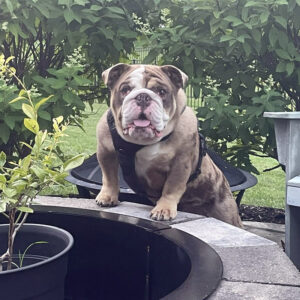 Tito