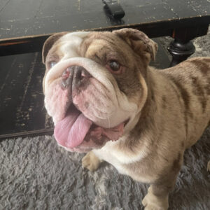 Tito