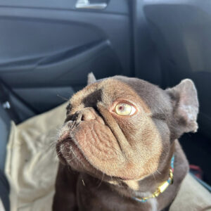 Jojo