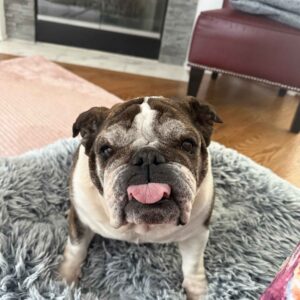Cookie