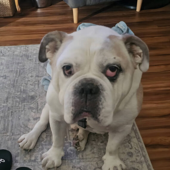 Mojo