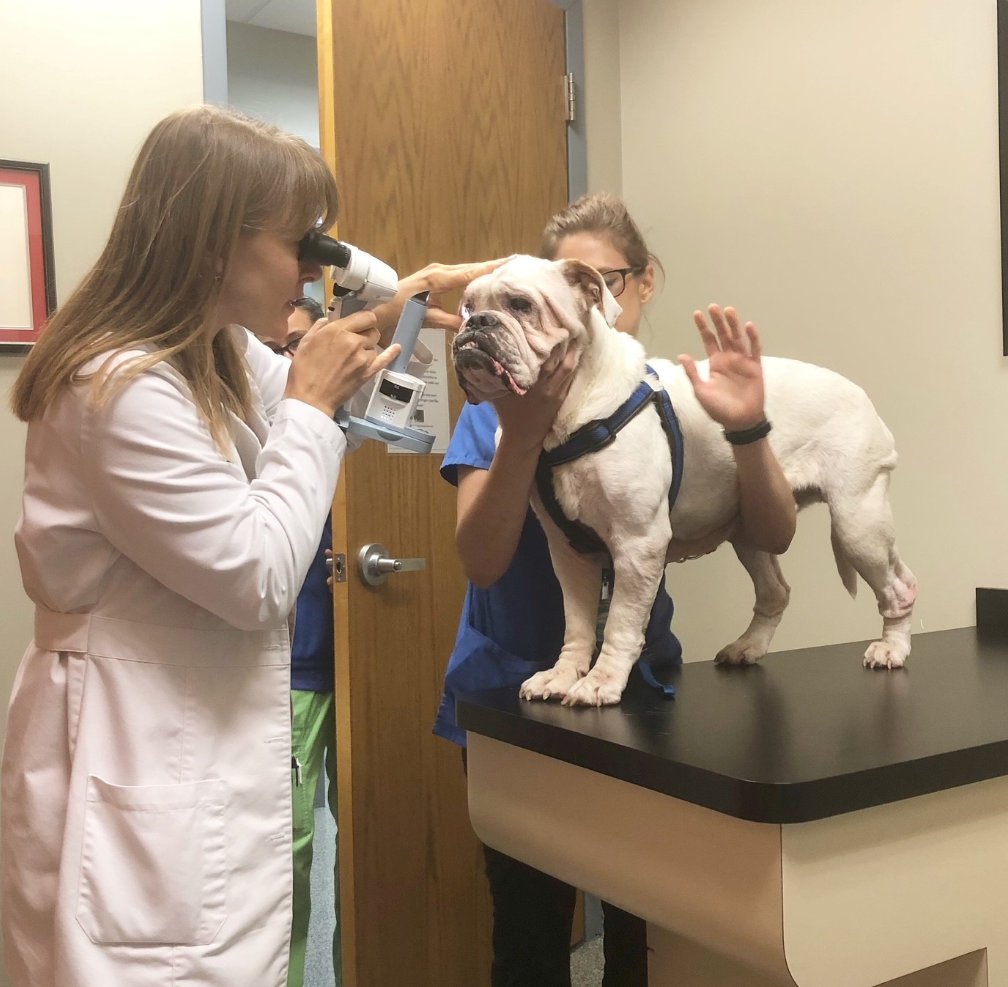 Dog at vet