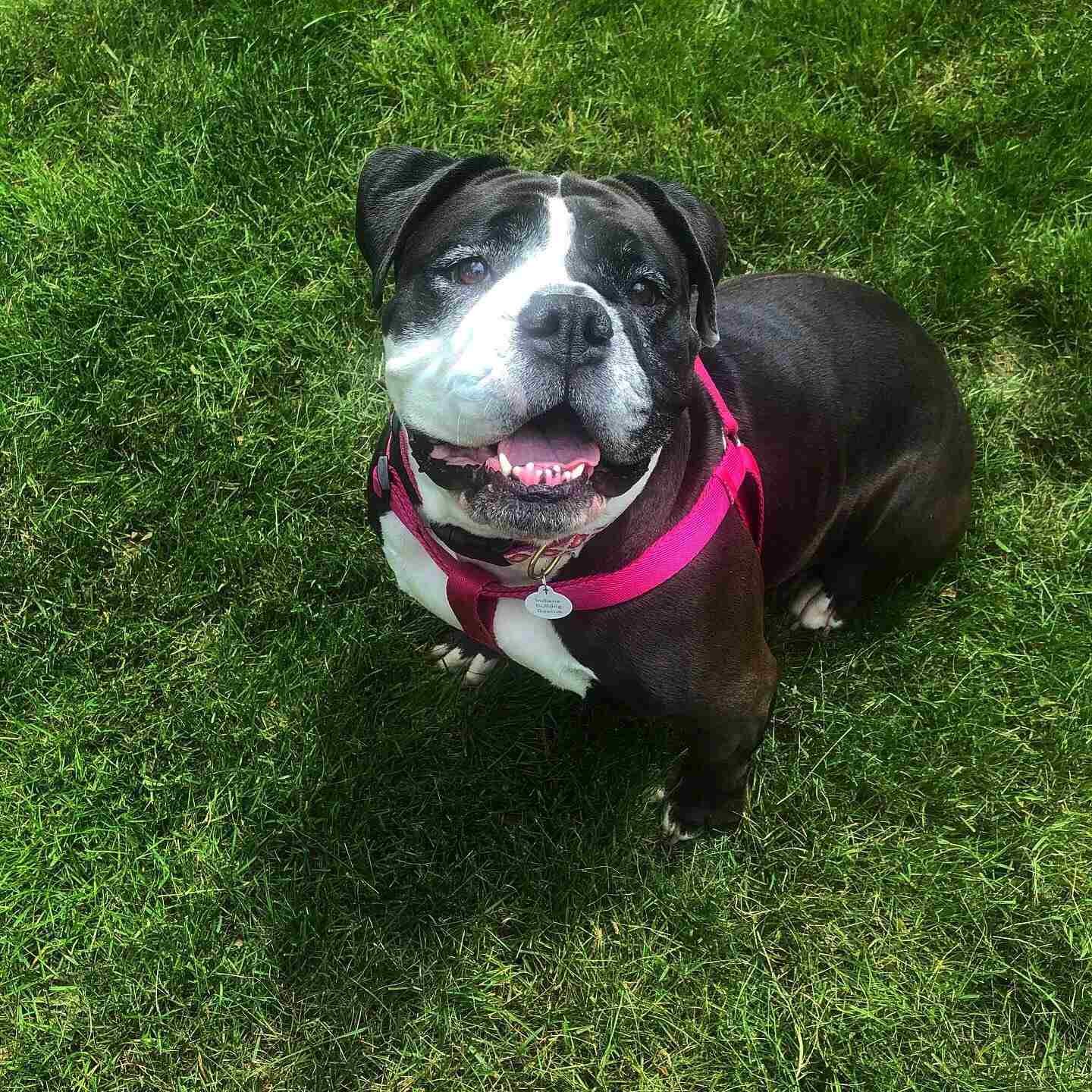 Dog outside in grass