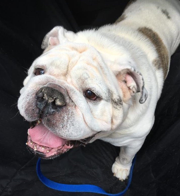 Indiana Bulldog Rescue earl_2