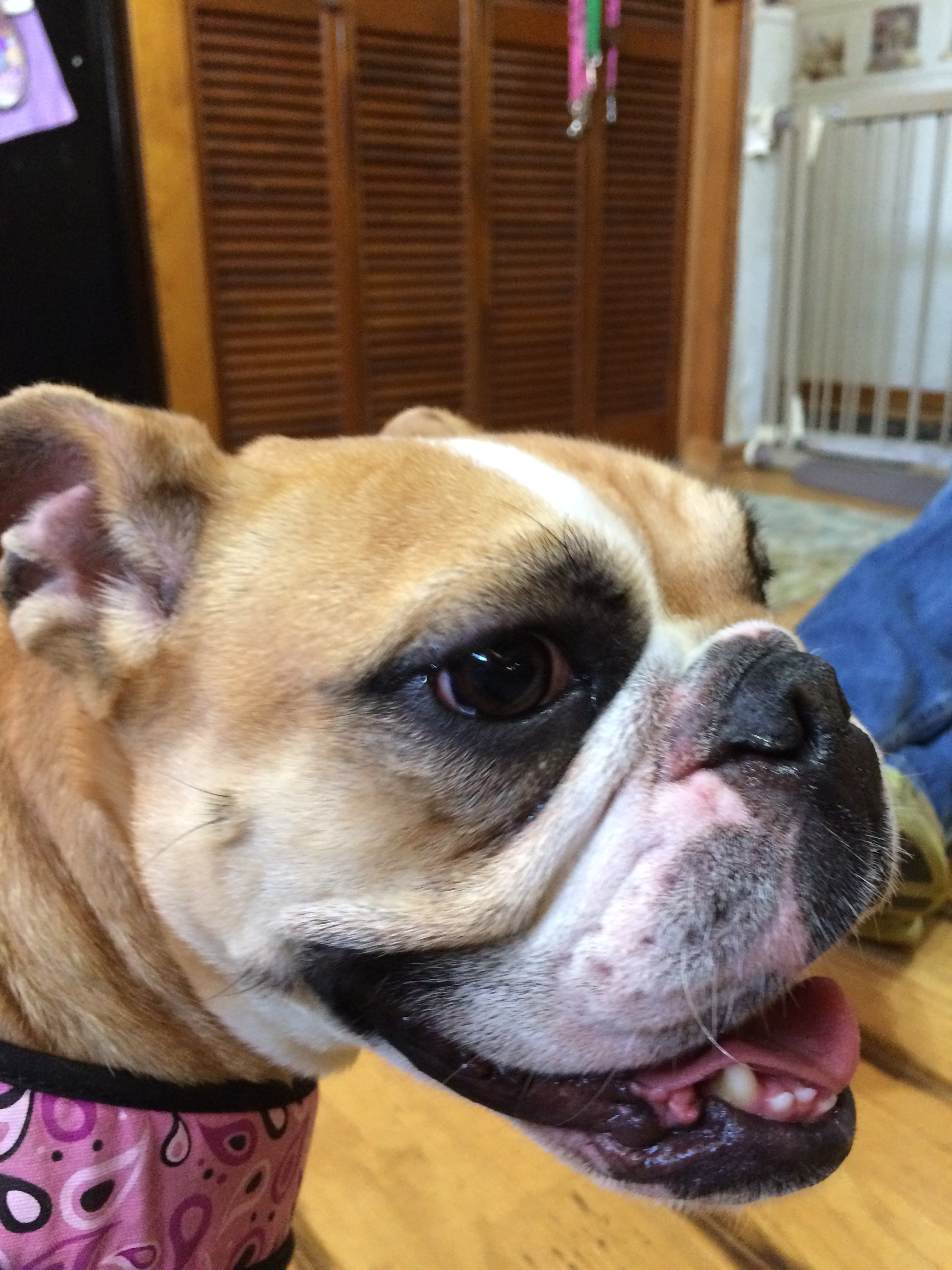 Indiana Bulldog Rescue | mitsy